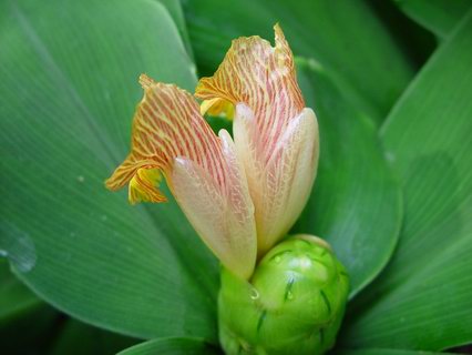 Costus_malortieanus-flower2.jpg