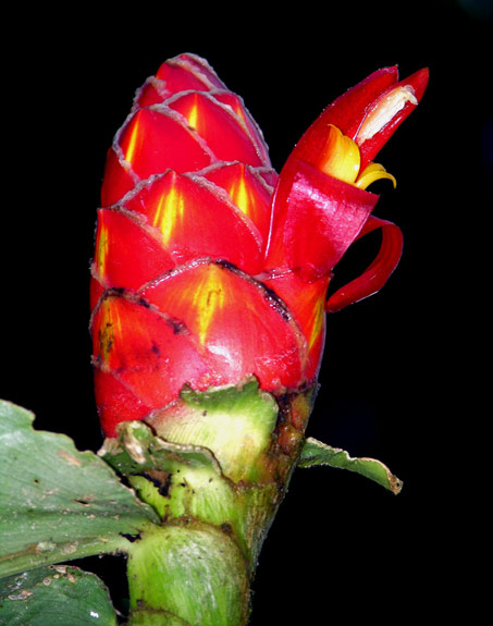 costus-pulverulentus.jpg