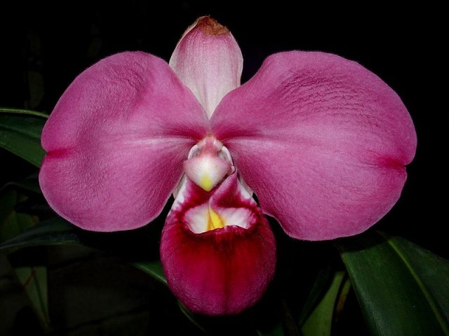 800px-Phragmipedium_kovachii.jpg