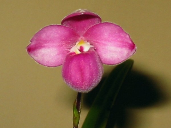 Phragmipedium_fisheri.jpg