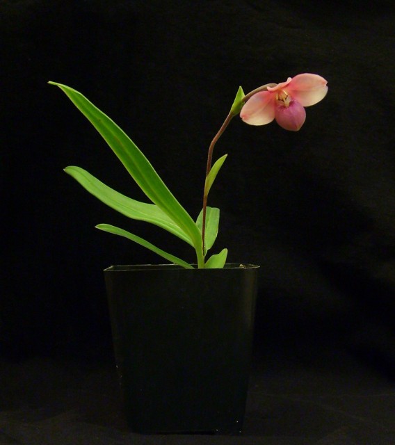 Phragmipedium_fisheri2.jpg