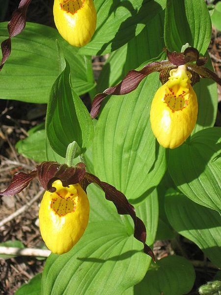 450px-LadySlippers_Cypripedium parviflorum.jpg