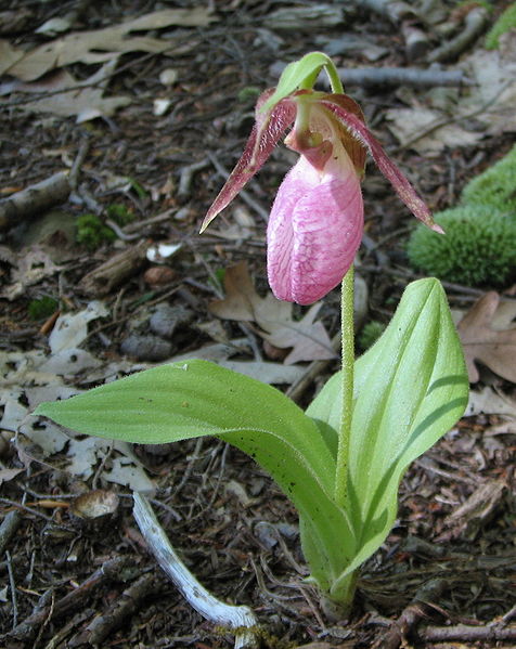 476px-Pink_Lady's_Slipper_3.jpg