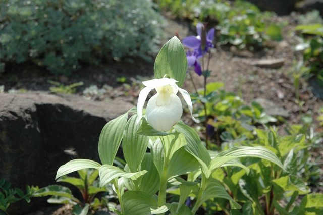 800px-Cypripedium_marcanthum_var__rebunense.jpg