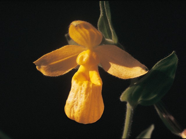 Cypripedium_dickinsonianum.jpg