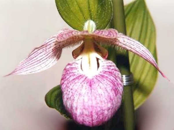 Cypripedium_franchetii.jpg