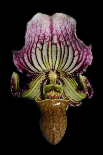 Paph__fairrieanum.jpg