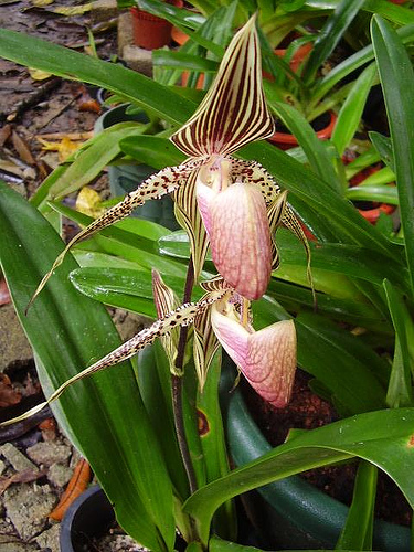 Paph__rothschildianum.jpg