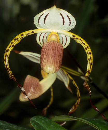 Paph__stonei.jpg