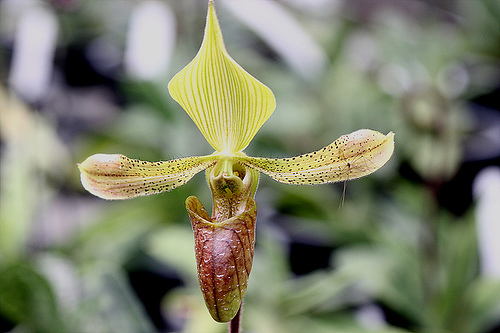 Paph__sugiyamanum.jpg