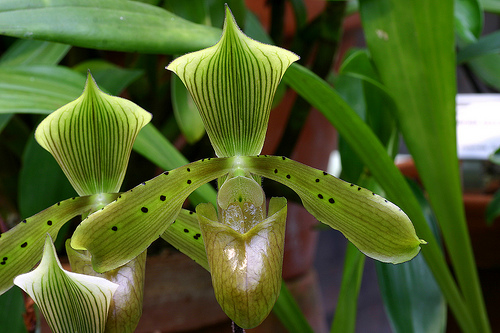 Paph__tonsum.jpg