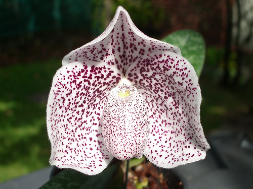 Paphiopedilum_godefroyae.jpg