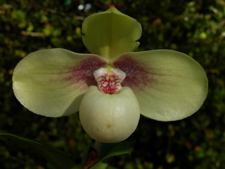 Paphiopedilum_hangianum.jpg