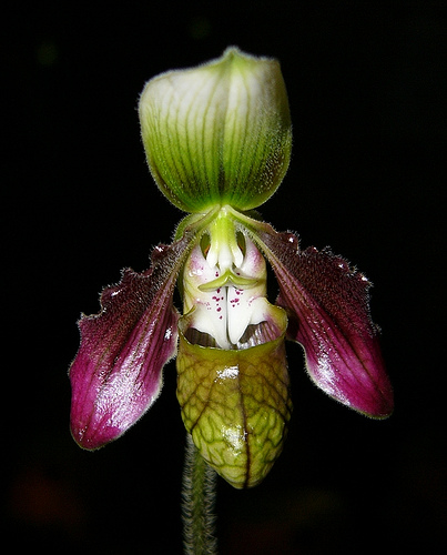 Paphiopedilum_sangii.jpg