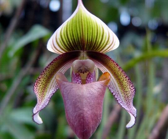 Paphiopedilum_superbiens.jpg