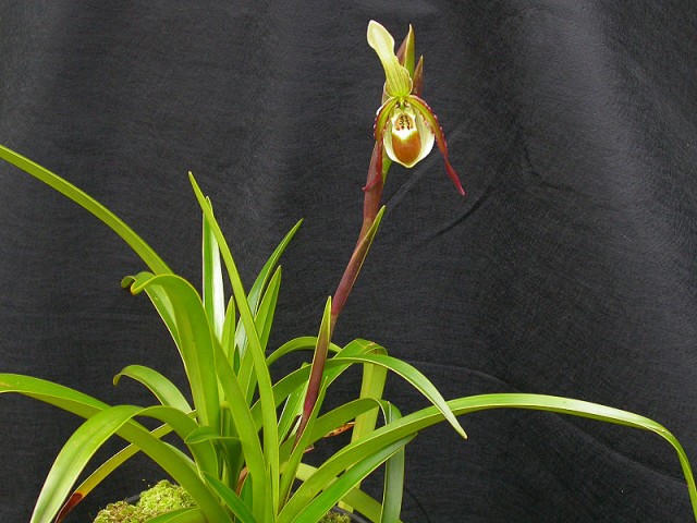 800px-Phragmipedium_vittatum_259.jpg