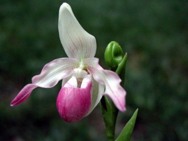 Phragmipedium Schimili x Longifolium.jpg