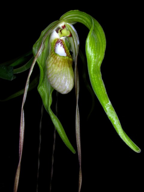 Phragmipedium wallisii.jpg