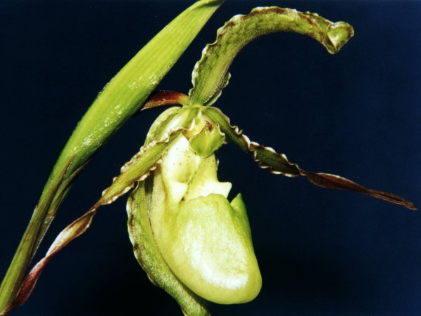 Phragmipedium_boissierianum.jpg