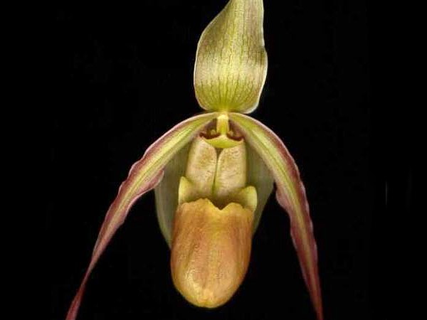 Phragmipedium_chapadense_08.jpg