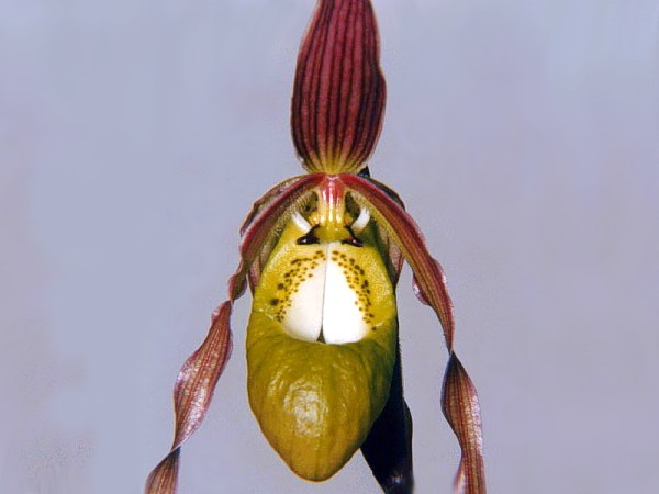 Phragmipedium_klotzschianum_06.jpg