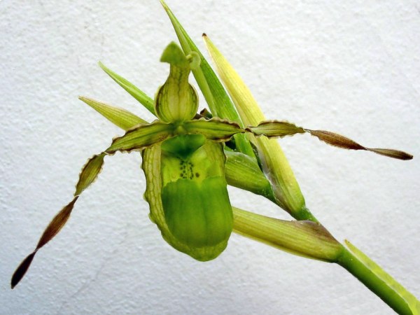 Phragmipedium_reticulatum.jpg