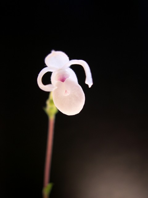 Mexipedium xerophyticum.jpg