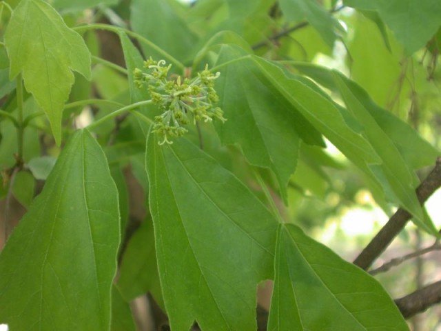 Acer buergerianum三角楓.jpg