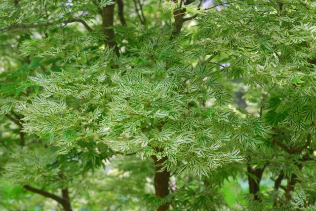 Acer hookeri.jpg