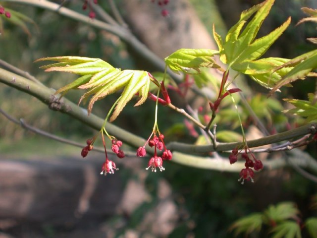 Acer palmatum.jpg