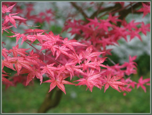 Acer palmatum2.jpg