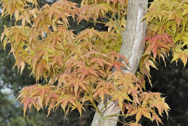 Acer serrulatum青楓.jpg