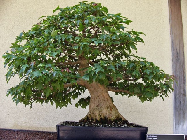 Trident maple (95 years).jpg