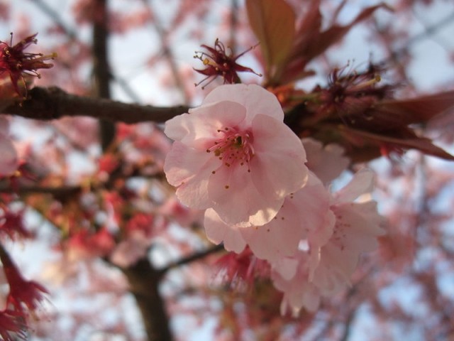 800px-Hachisukasakura-flower蜂須賀櫻.jpg