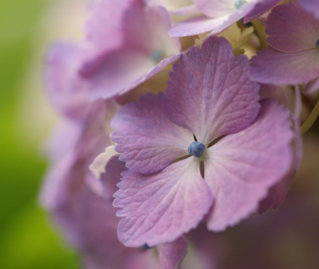 Hydrangea macrophylla1.jpg