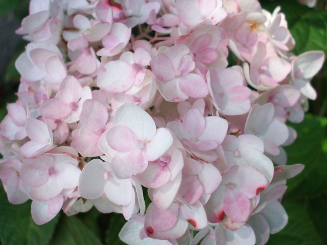 Hydrangea macrophylla 'RE109'.jpg