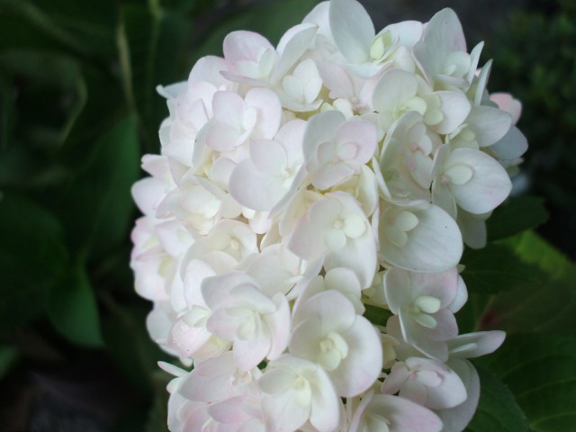 Hydrangea macrophylla 'RE109'2.jpg