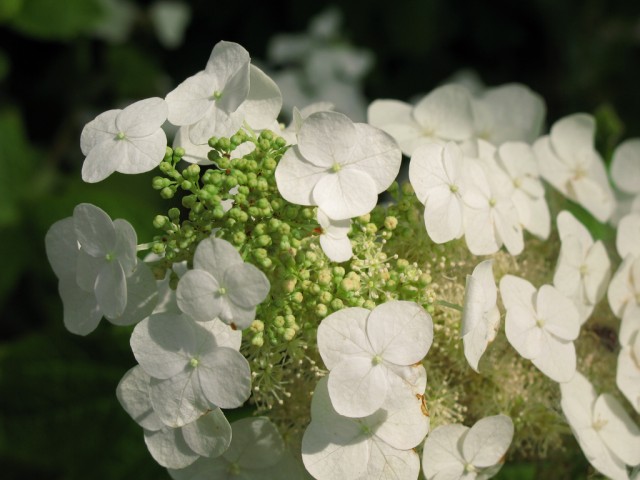 Hydrangea 白 紫陽花.jpg