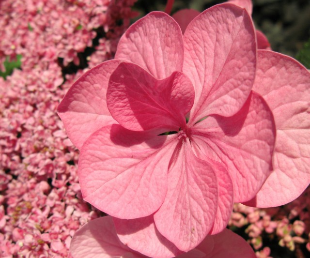 Hydrangea macrophylla 額紫陽花.jpg