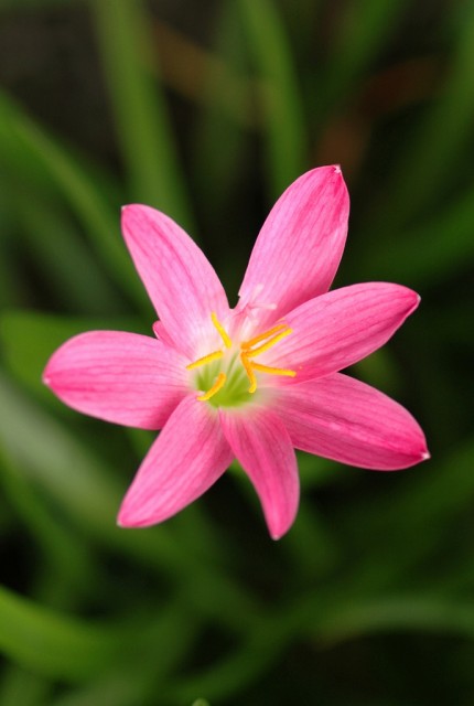 Pink Rain Lily (Zephyranthes rosea).jpg