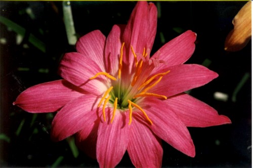 rain lily 51.jpg