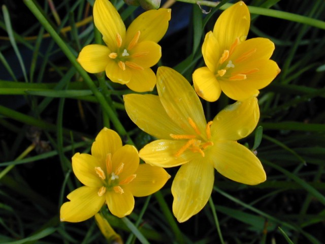 Zephyranthes citrina-2.jpg