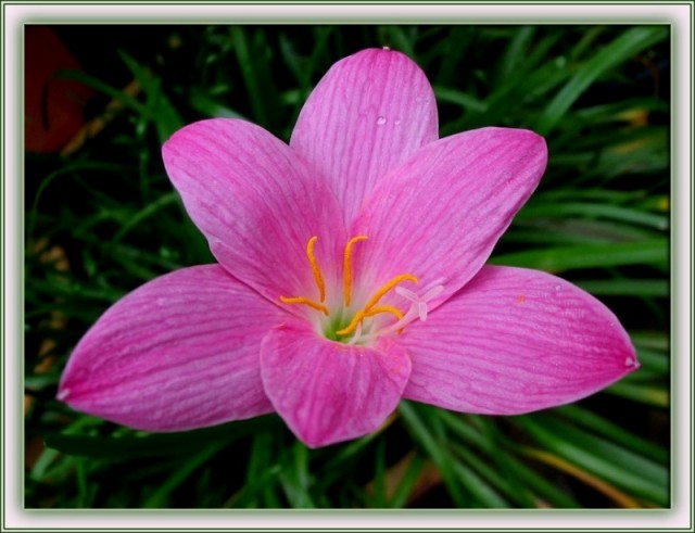 Zephyranthes grandiflora.jpg