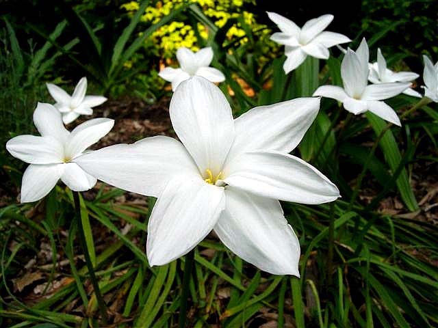 Zephyranthes_drummondii.jpg