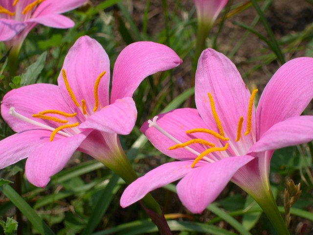 Zephyranthes grandiflora2.jpg