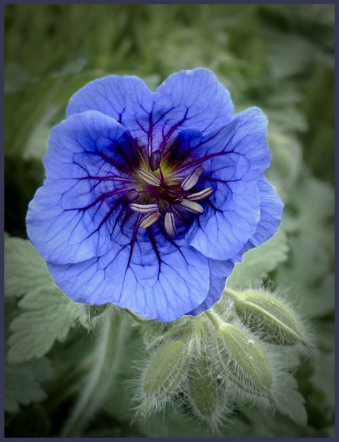 Blue Geranium.jpg