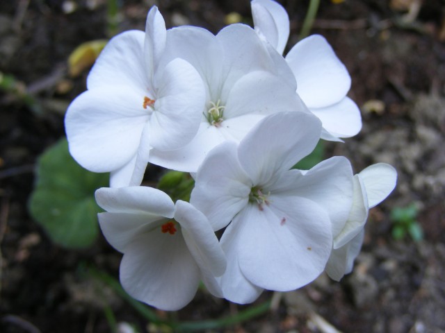 Geranium7.jpg