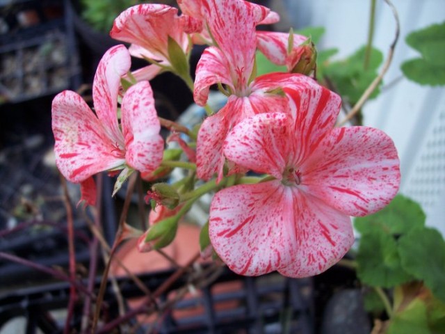 Geranium8.jpg