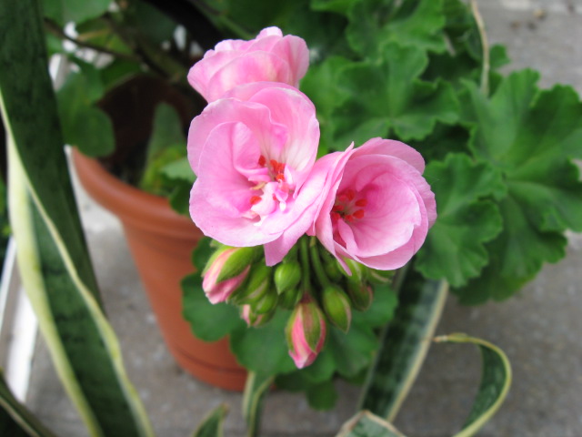 Geranium9.jpg