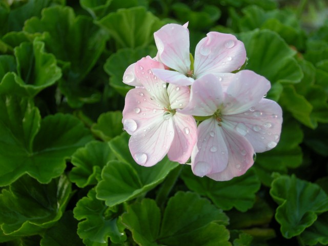 Geranium 天竺葵.jpg